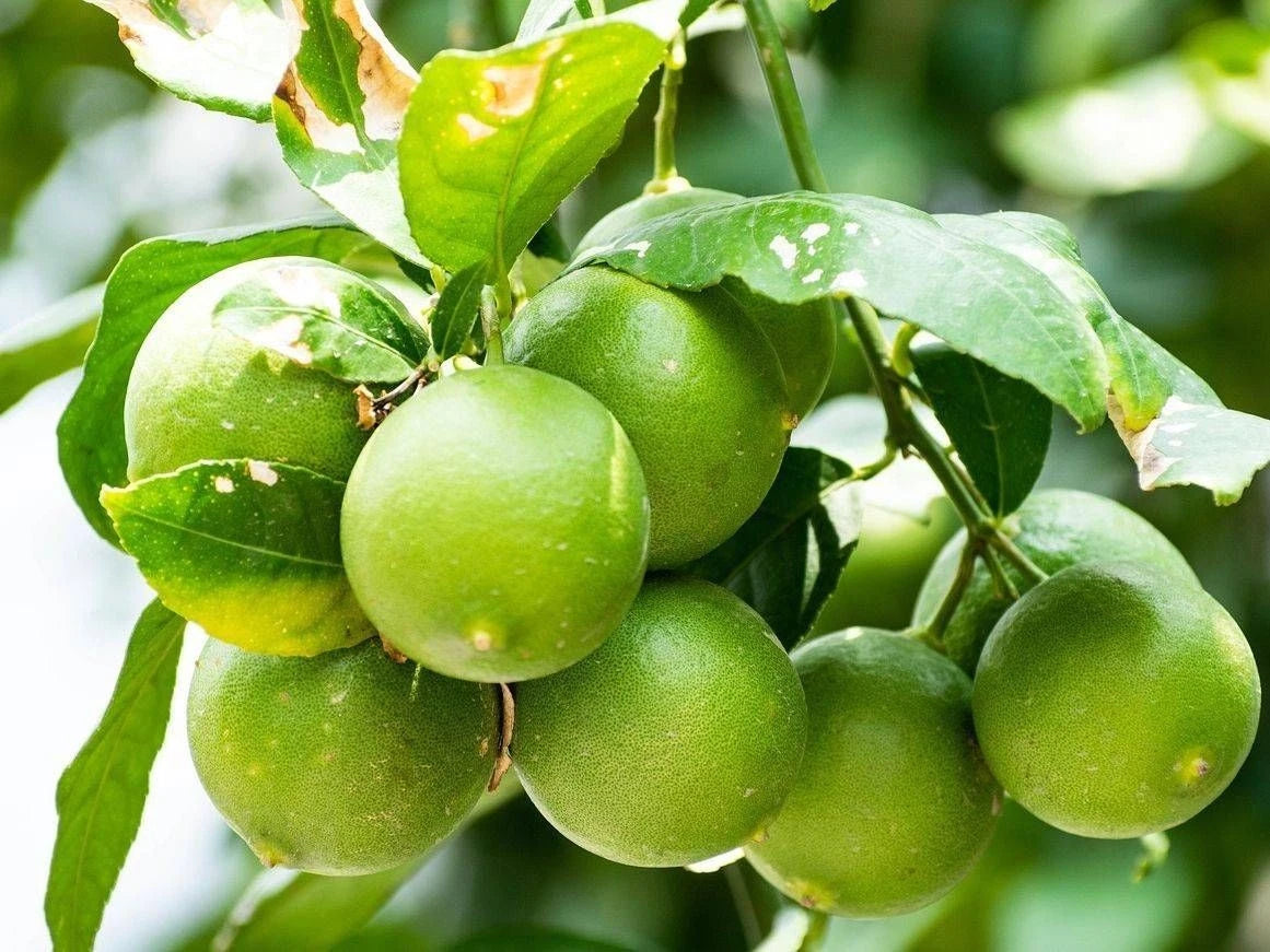 100+ Key Lime Citrus Seeds (Citrus aurantiifolia) – Certified Mexican Lime & Rutaceae Fruit Crop Seeds for Planting