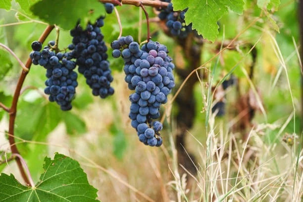 Pinot Noir Grape Seeds 100+ (Vitis vinifera) – Fresh Heirloom Red Wine Grape & Exotic Vineyard Fruit Plant Seeds for Cultivation
