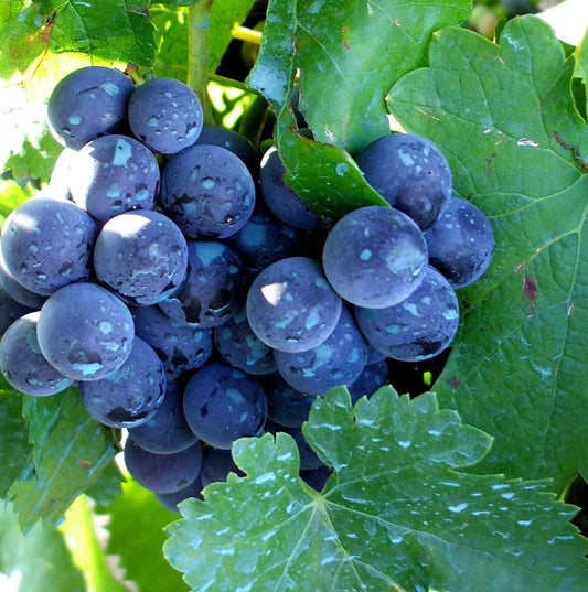 Montreal Blue Grape Seeds (Vitis vinifera / 100+ Premium Cold-Hardy Sweet Table Grape Seeds) – Premium Exotic Botanical Specimen Plant Seeds for Planting