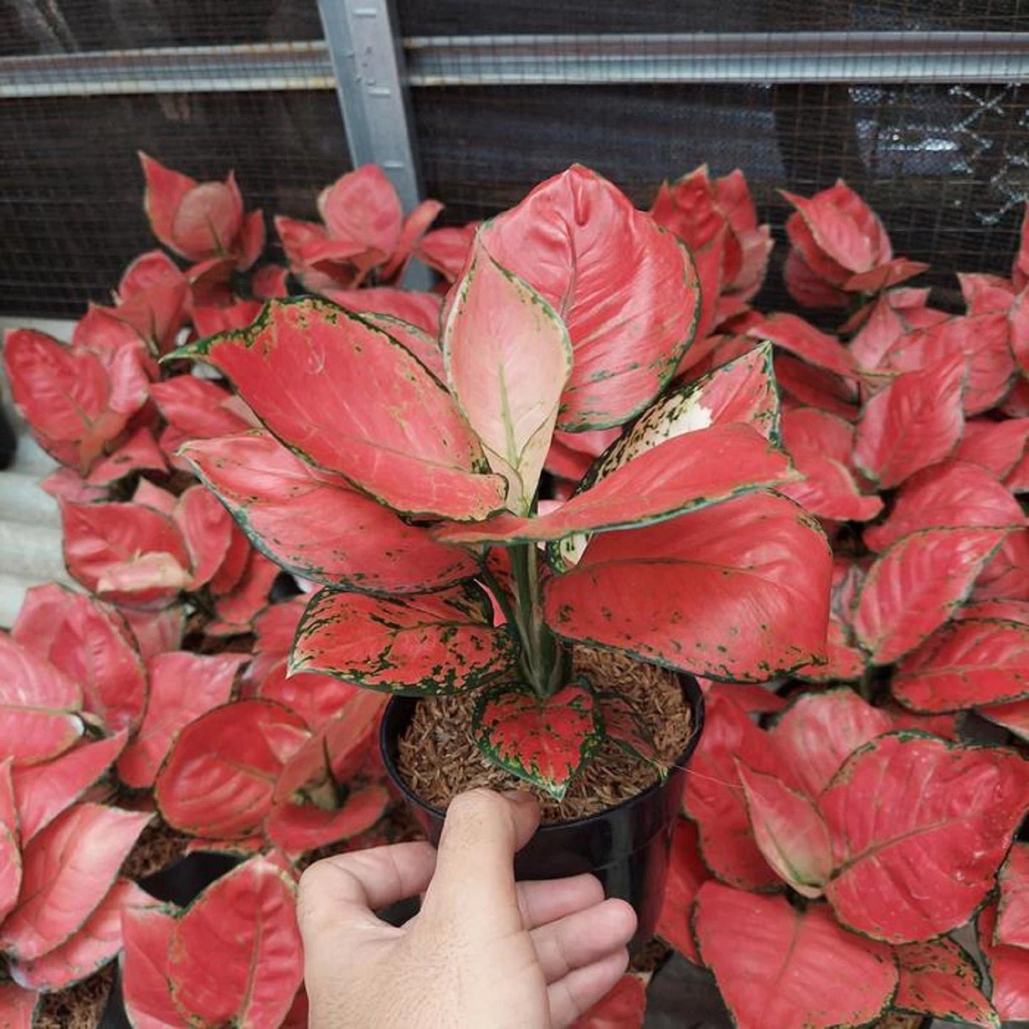 Premium Aglaonema Red Anjamani Live Plant - Rare Vibrant Tropical Houseplant