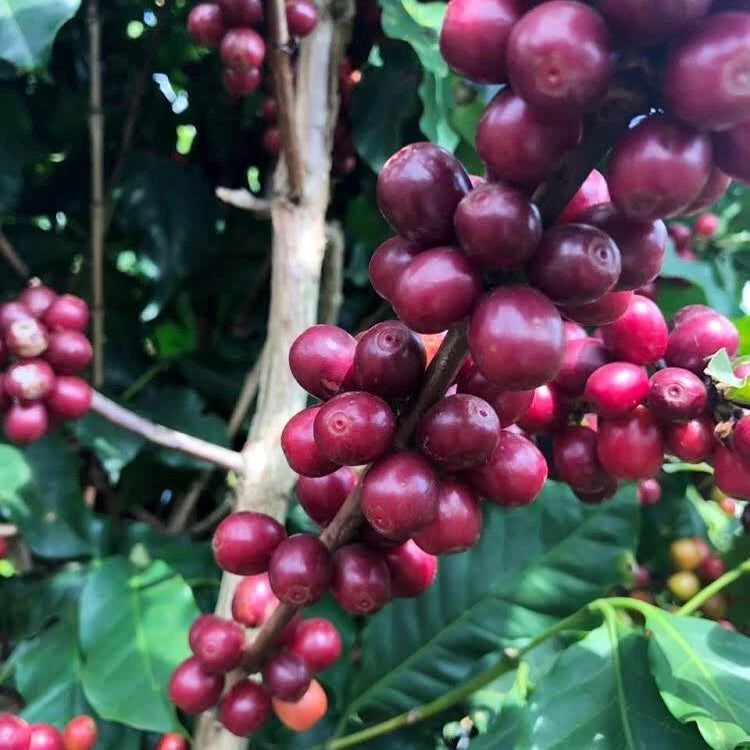 120 Centroamerican Coffee Seeds (Coffea sp.) | Certified Coffee Bean Seeds | Grow Your Own Coffee Plant