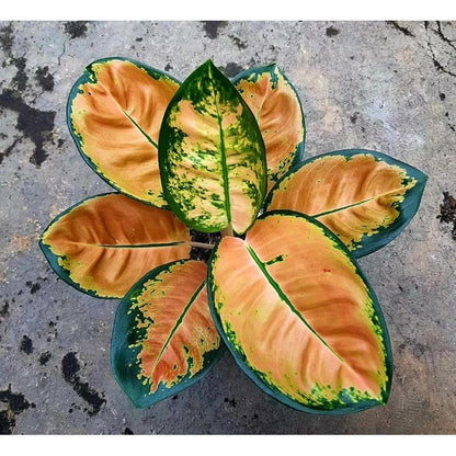 Aglaonema 'Monalisa' - Graceful & Iconic Tropical Houseplant