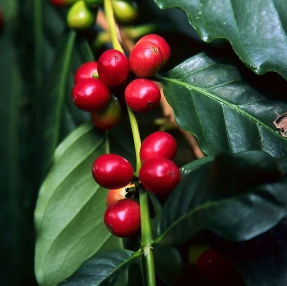 120+ Andungsari Coffee Seeds (Coffea sp.) – Premium Certified Heirloom Coffee Bean Seeds for Planting