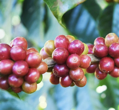 Malabar Coffee Seeds (Coffea arabica / 120+ Historic Typica-Derived Coffee Bean Seeds) – Premium Exotic Botanical Specimen Plant Seeds for Planting