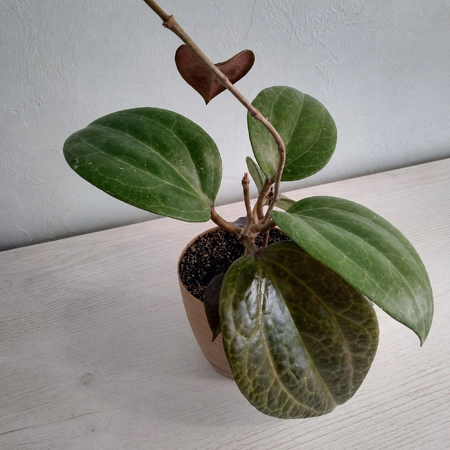 Hoya sarawak – Rare Exotic Tropical Wax Vine