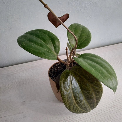 Hoya sarawak – Rare Exotic Tropical Wax Vine