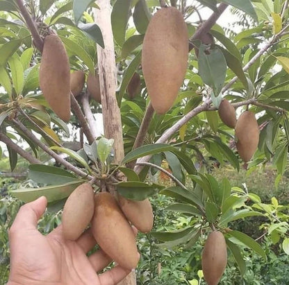 Premium Cucumber Mentimun Sapodilla Seeds (Manilkara zapota var. Mentimun) – Rare Exotic Long Chico Zapote Fruit Seeds for Planting (35+ Pcs)