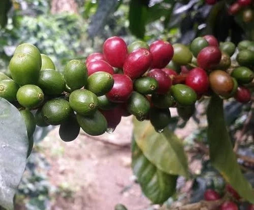 SL9 Coffee Seeds (Coffea arabica var. SL9) – Premium Certified High-Yield Gourmet Arabica Coffee Bean Plant Seeds for Planting