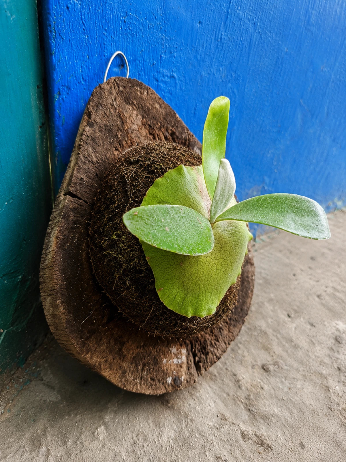 Rare Platycerium Yanid Hybrid - Premium Mounted Exotic Tropical Epiphytic Staghorn Fern Live Plant