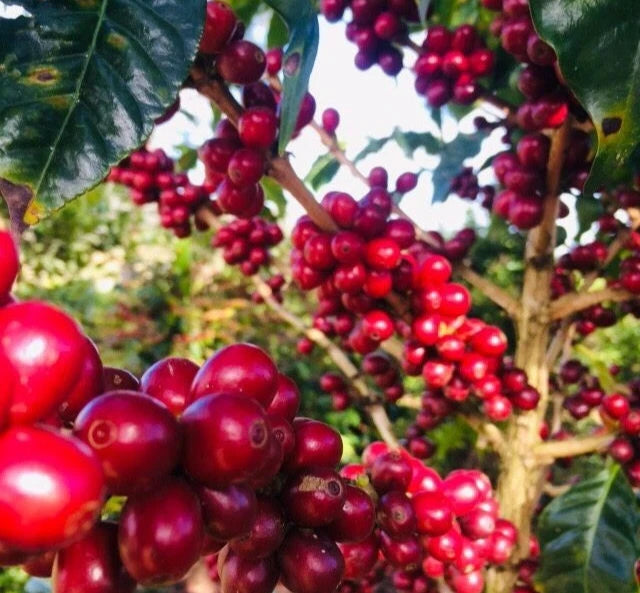 120+ Excelsa Coffee Seeds (Coffea sp.) – Certified Heirloom Excelsa Coffee Bean Seeds for Planting