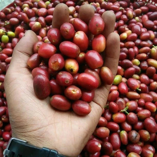 Long Berry Coffee Seeds (Coffea sp. / 120+ Premium Exotic Arabica-Type Coffee Bean Seeds) – Premium Botanical Specimen Plant Seeds for Planting