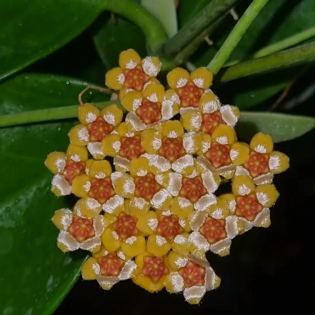 Rare Hoya Bicknellii Live Plant - Exotic Tropical Wax Plant