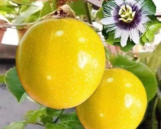 150++ Yellow Passion Fruit Seeds (Passiflora edulis var. Yellow Passion Fruit) – Premium Quality