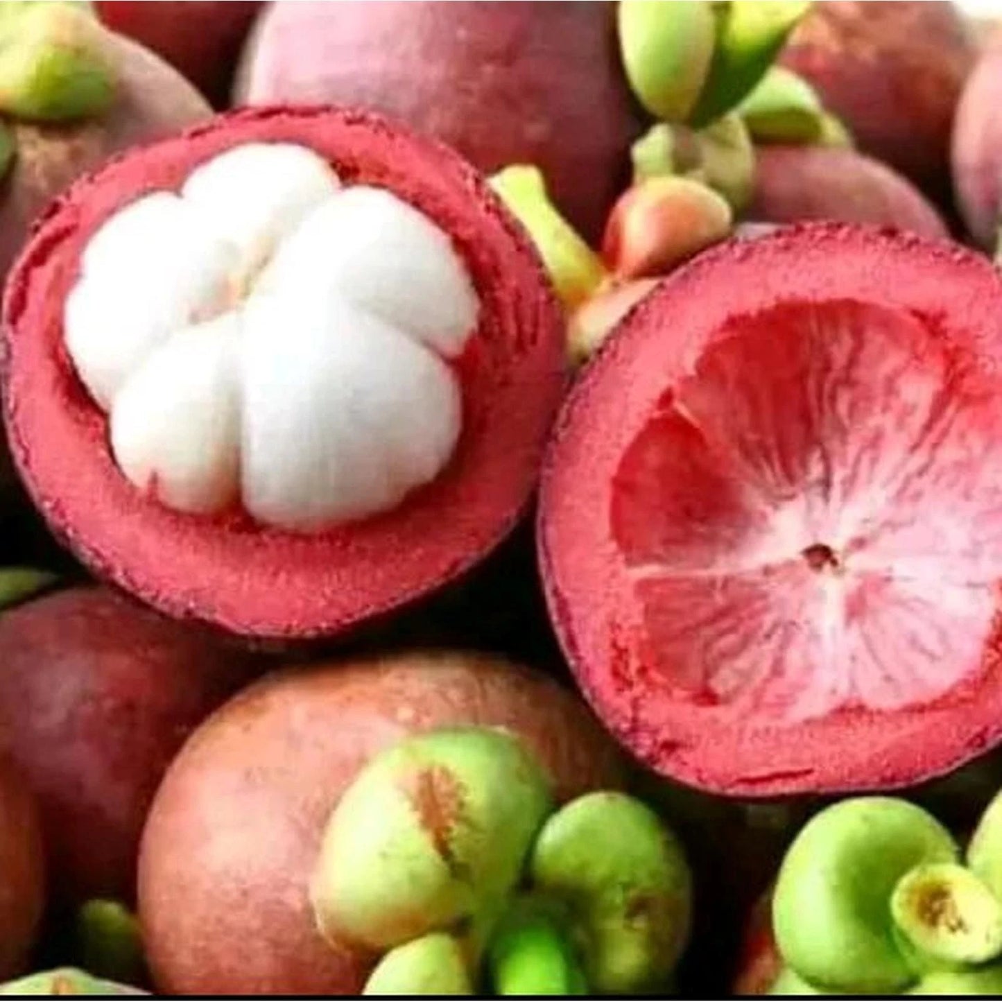 Garcinia mangostana 'Kaligesing' – Premium Grafted Mangosteen Seedling