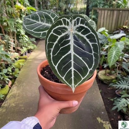 Anthurium 'Red Tiger' – Rare Tropical Aroid Collector’s Specimen