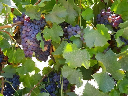 Cabernet Sauvignon Grape Seeds 100+ (Vitis vinifera) – Fresh Heirloom Red Wine Grape & Exotic Vineyard Fruit Plant Seeds for Cultivation