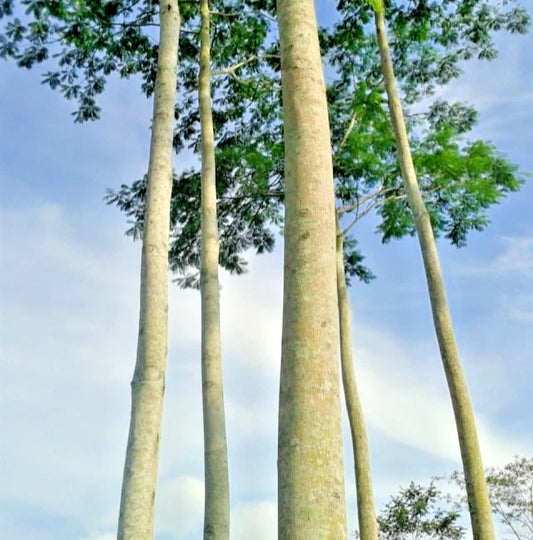 100++ Guanacaste Tree Albizia Seeds (Enterolobium cyclocarpum var. Sengon Buto / Elephant Ear Tree) – Premium Botanical Specimen Plant Seeds for Planting
