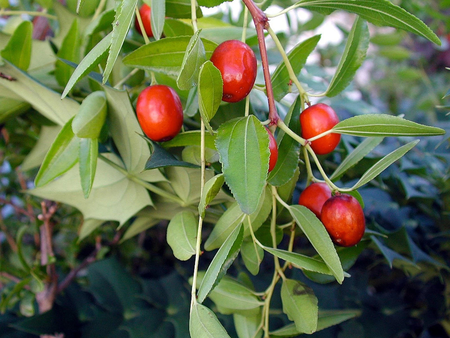 Red Putsa Apple Seeds 120+ pcs (Ziziphus jujuba 'Putsa') – Premium Certified Asian Jujube / Indian Jujube Fruit Tree Plant Seeds for Planting