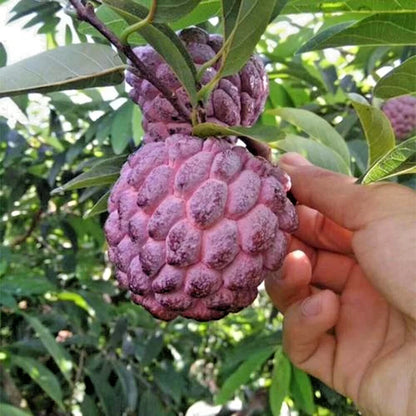 100+ Purpurea Sugar Apple Seeds (Annona squamosa) var. Purple Custard Apple – Premium Certified Exotic Fruit Tree Plant Seeds for Planting