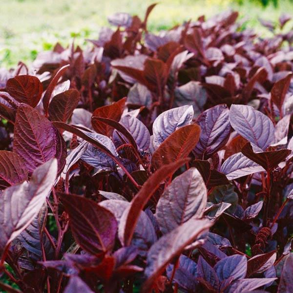 Amaranth Red Leaf 500 mg Seeds For Planting