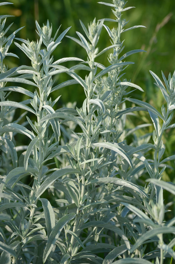 Artemisia ludoviciana (PRAIRIE SAGE) 30 mg Seeds For Planting