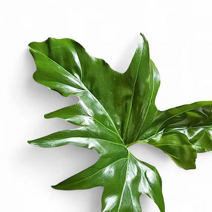Philodendron African Fantasy Variegated | Rare Tropical Houseplant | Collector Philodendron | Live Plant