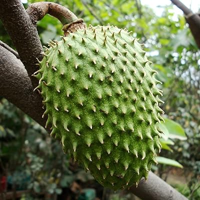 Big Honey Soursop Seeds (Annona muricata) – Var. Honey – 40+ Fresh Tropical Fruit Seeds