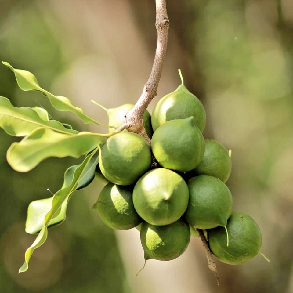 20+ Macadamia Nut Tree Seeds (Macadamia integrifolia) | Rare Tropical Nut Tree | Edible Nuts | Grow Your Own