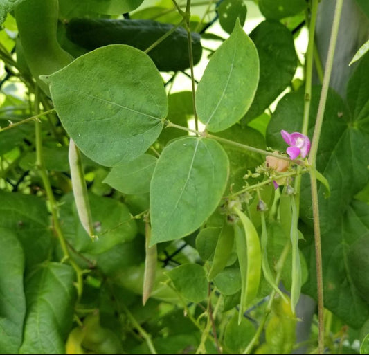 Phaseolus polystachios - Wild Kidney Bean 5 Seeds For Planting