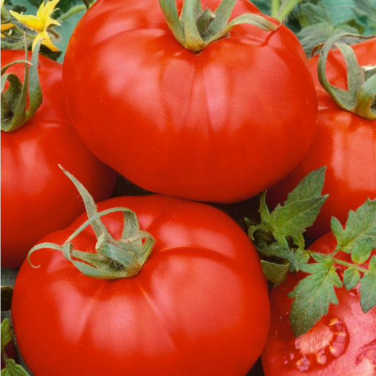 Tomato Ace 55 Vegetable 100 mg Seeds For Planting