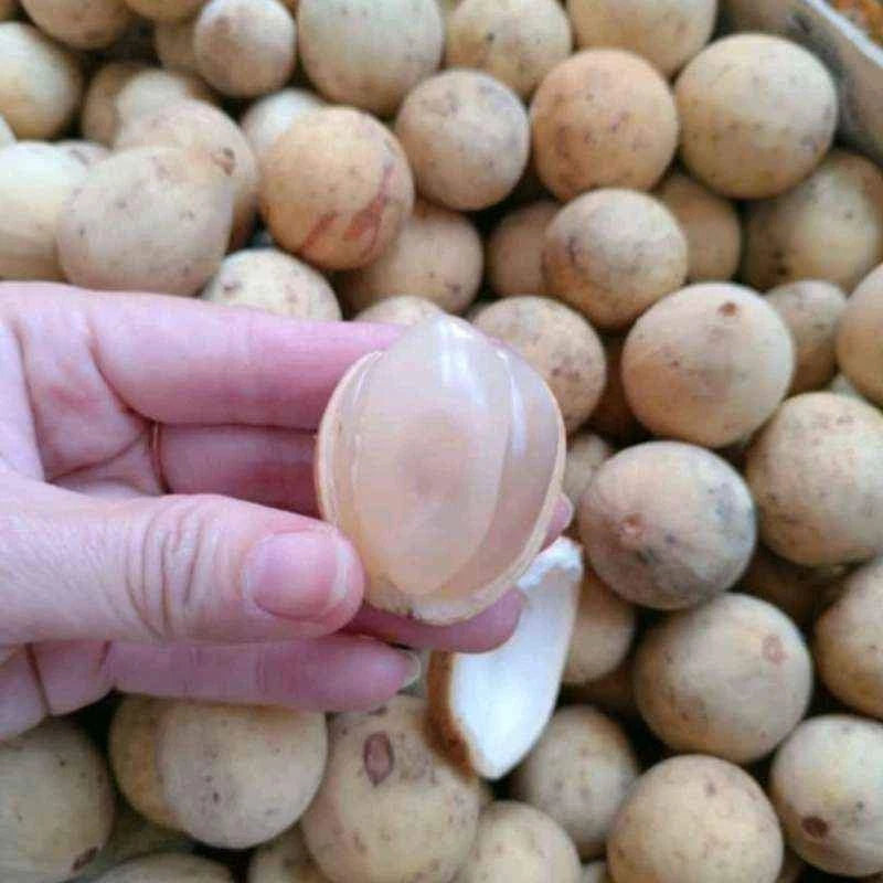 Grafted Langsat Tulungagung Fruit Tree (Lansium parasiticum var. Tulungagung) – Sweet Tropical Fruit Live Tree / Fast Fruiting Specimen