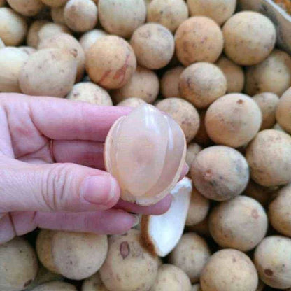 Grafted Langsat Tulungagung Fruit Tree (Lansium parasiticum var. Tulungagung) – Sweet Tropical Fruit Live Tree / Fast Fruiting Specimen