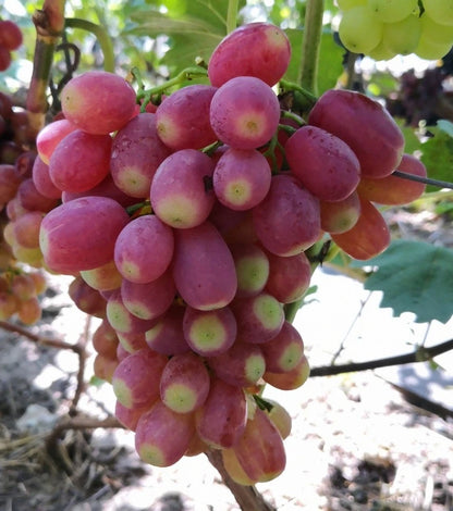 Basanti Grape Seeds (Vitis vinifera 'Basanti') – Premium Certified Golden Seedless Table Grape Fruit Vine Seeds for Planting