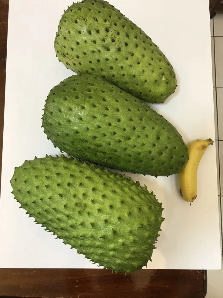 Mandalik Soursop Seeds (Annona muricata var. Mandalik) – Premium Certified High-Yield Sweet Guanabana Custard Apple Fruit Tree Seeds for Planting