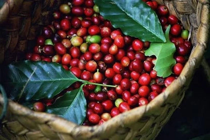 Premium Kurume Coffee Seeds (Coffea arabica var. Kurume) – Elite Ethiopian Heirloom Specialty Coffee Bean Seeds for Planting (Batch Seeds)