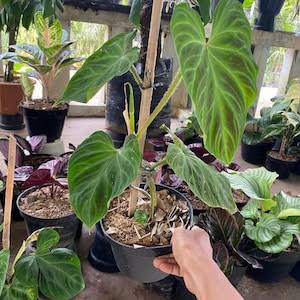 Philodendron verrucosum - Rare Velvet Leaf Philodendron