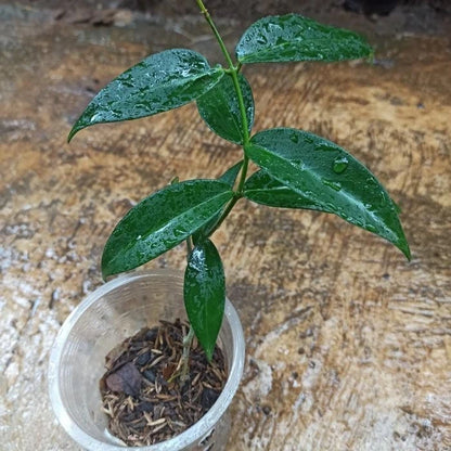 Hoya Globulifera sp Papua Rare Wax Plant | Tropical Indoor Outdoor Hoya | Exotic Collector Houseplant