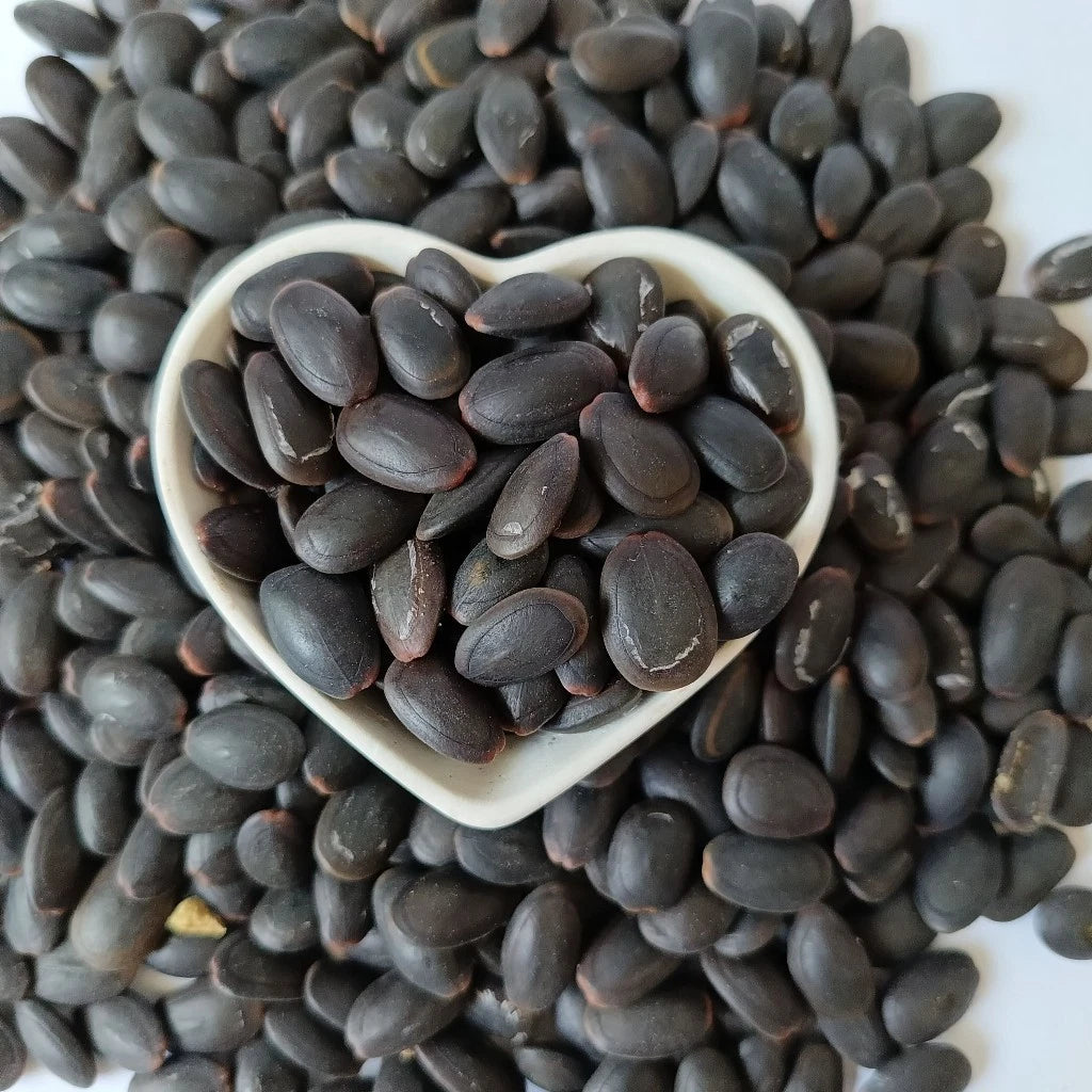 Kedawung Tree Seeds (Parkia timoriana / 50+ Big Bean Tree Seeds) – Premium Exotic Botanical Specimen Plant Seeds for Planting
