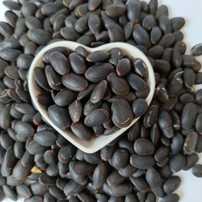 Kedawung Tree Seeds (Parkia timoriana / 50+ Big Bean Tree Seeds) – Premium Exotic Botanical Specimen Plant Seeds for Planting