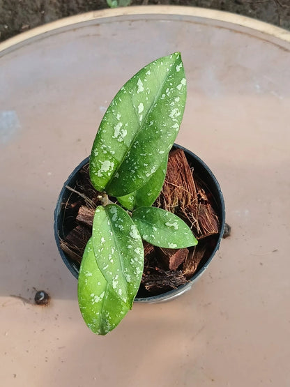 Hoya 'Snowfall' (sp. Aceh) – Rare Tropical Wax Plant