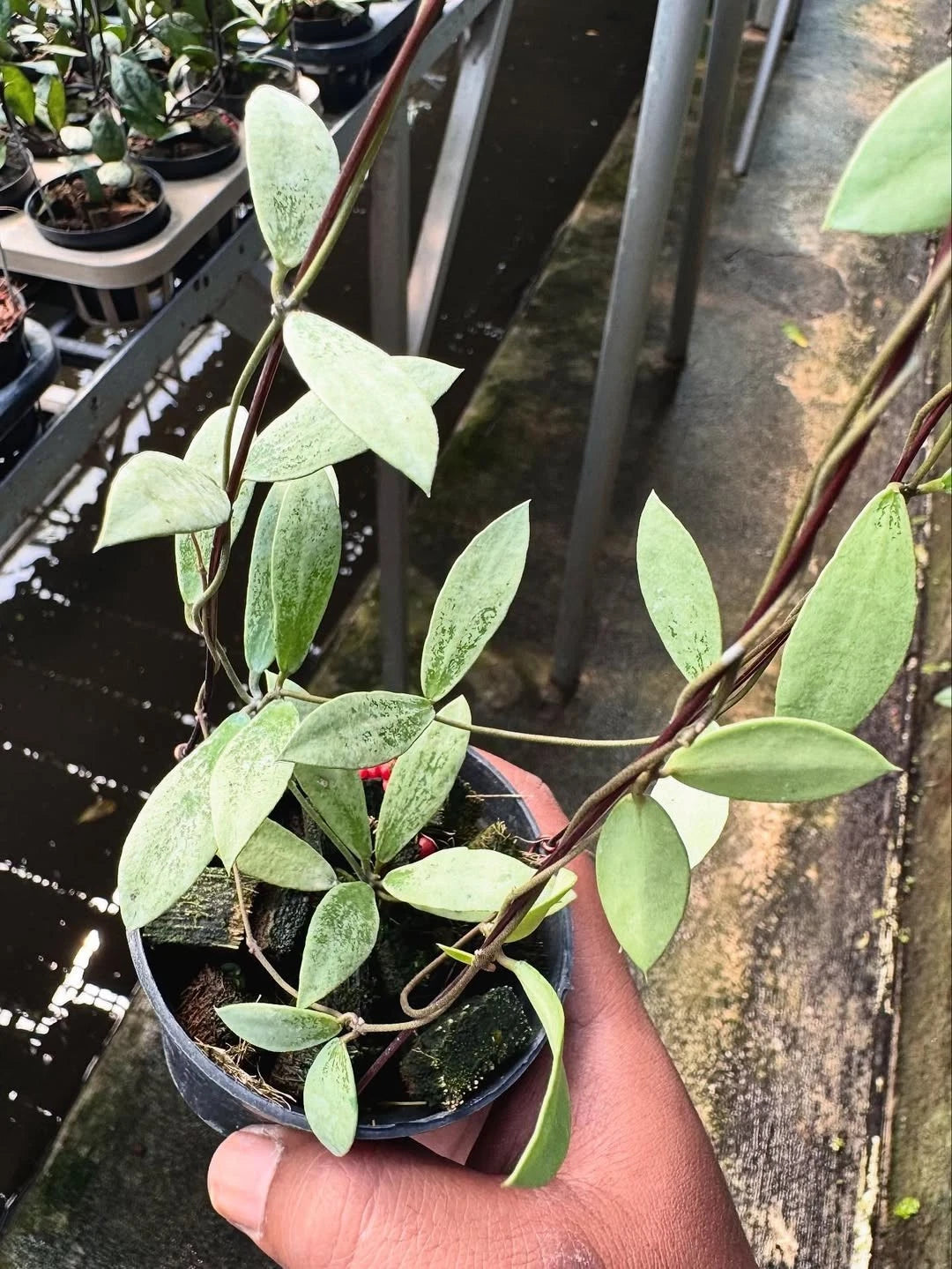 Hoya Aff. Puber 'Mini Coin Silver' – Rare Tropical Indoor Outdoor Wax Plant Certified Live Specimen for Planting
