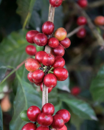 Castillo Coffee Seeds (120+ Bulk Seeds, Coffea arabica var. Castillo) – Premium Colombian Disease-Resistant Specialty Coffee Plant Seeds for Planting