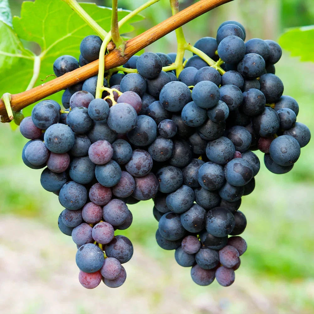Concord Grape Seeds (Vitis labrusca) – 100 Pcs Premium Classic Deep Purple Table & Juice Grape Seeds