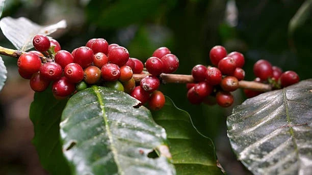 Robusta Coffee Seeds (Coffea canephora) – Premium Robusta Coffee Bean Plant Seeds for Planting (30+ Pcs)