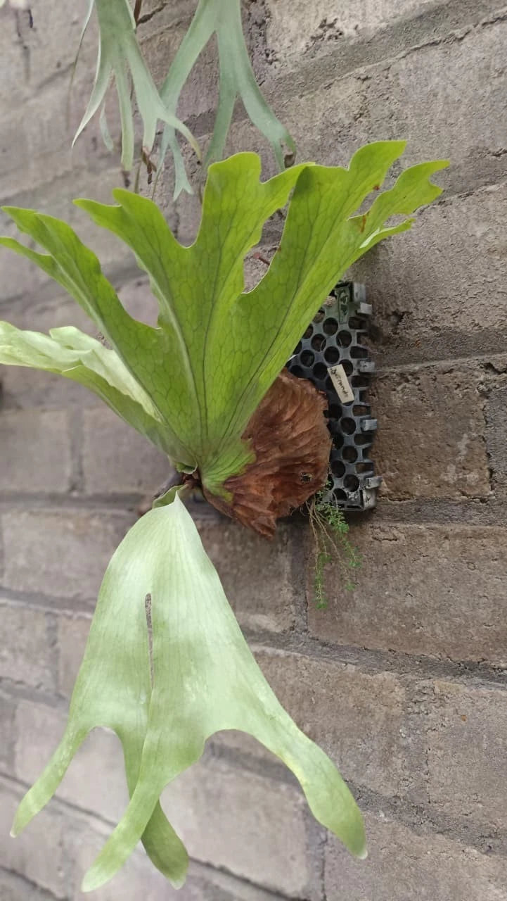 Real Pict Platycerium grande – Ultra-Rare Premium Giant Regal Staghorn Fern
