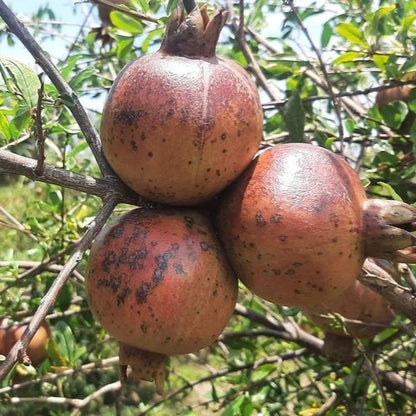 100+ Red Pulps Pomegranate Seeds (Punica granatum) – Premium High-Yield Deep Ruby Red Fruit Plant Seeds for Planting