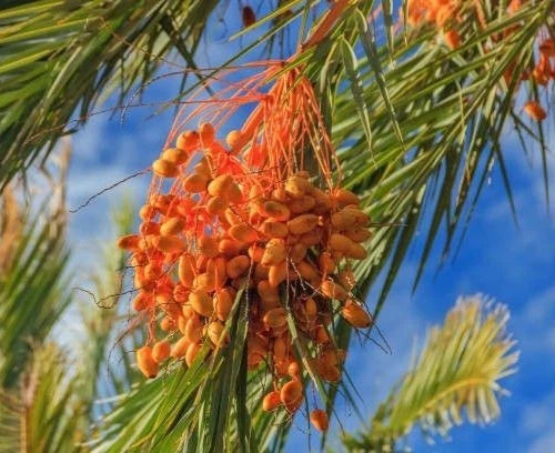 Safawi Date Palm Seeds (Phoenix dactylifera) – 35+ Premium Arabian Deep Black-Maroon Sweet Date Seeds
