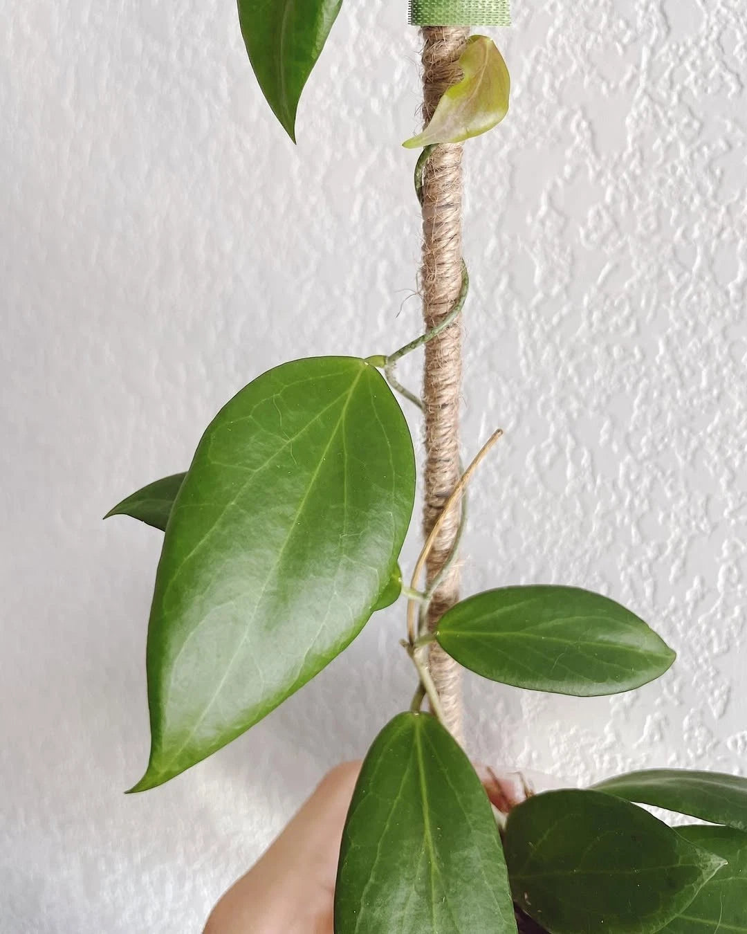 Rare Hoya Cutis Porcelana - Premium Exotic Tropical Wax Plant Collector's Ivy