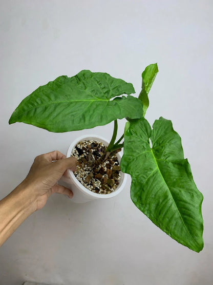 Syngonium steyermarkii – Rare Velvet Arrowhead Aroid