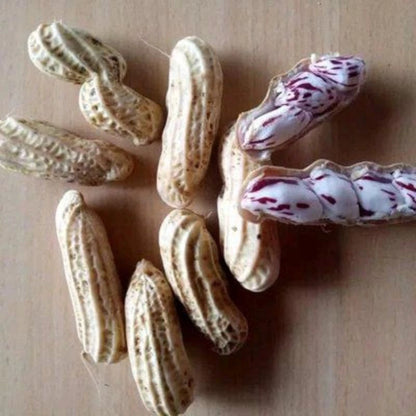 Giant Striped Peanut Seeds (Arachis hypogaea L. var. Giant Striped) – Fast-Growing Heirloom Edible Groundnut Seeds for Planting (100+ Pcs)